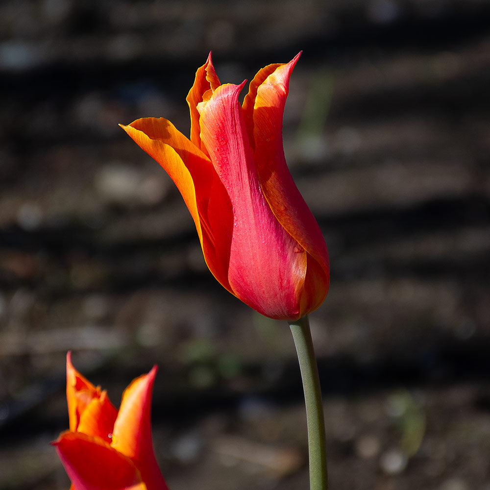 Tulip 'Ballerina'