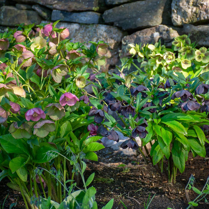 Helleborus Honeymoon® Mix