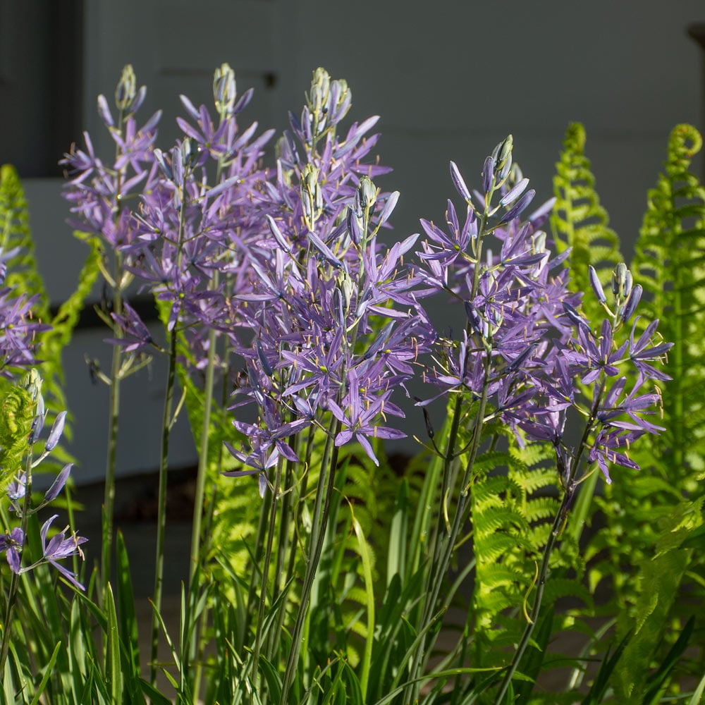 Camassia leichtlinii 'Blue Danube'