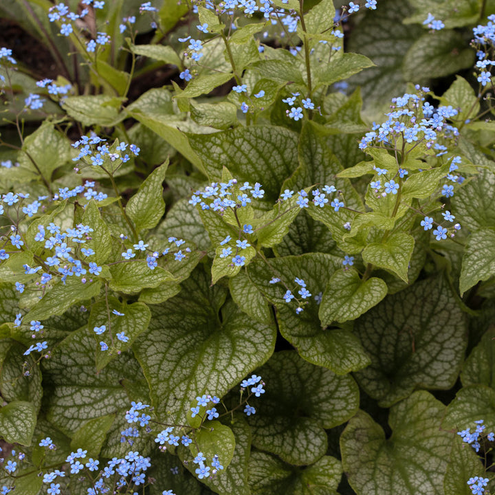 Brunnera macrophylla 'Alexander's Great'