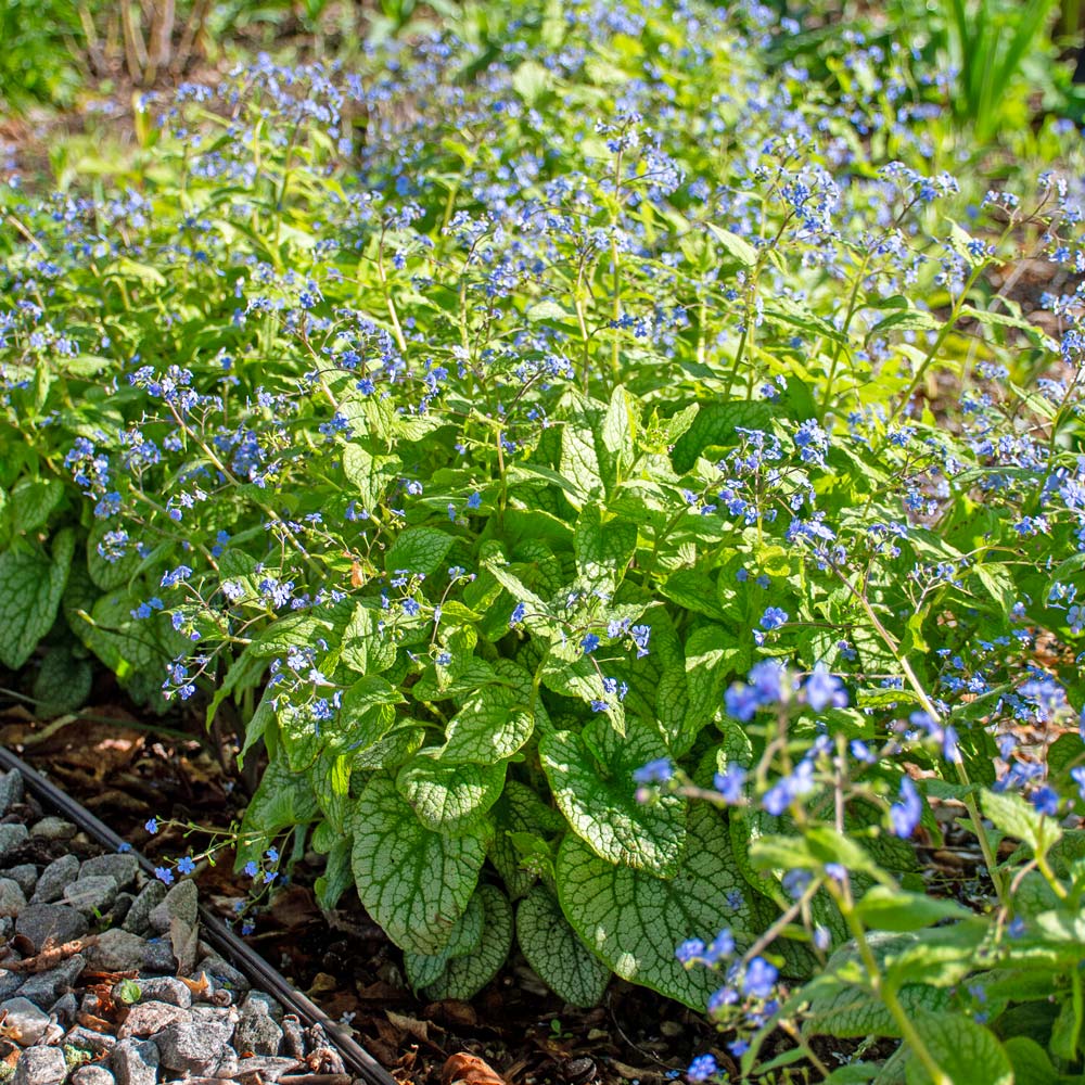 Brunnera macrophylla 'Alexander's Great'