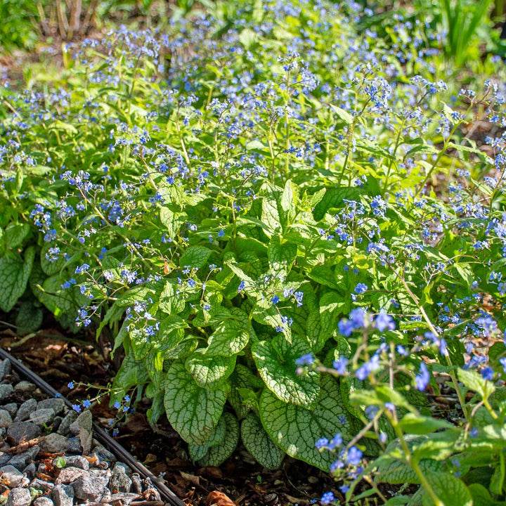 Brunnera macrophylla 'Alexander's Great'