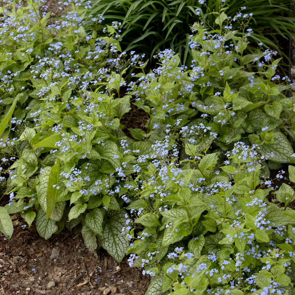 Brunnera macrophylla 'Alexander's Great'
