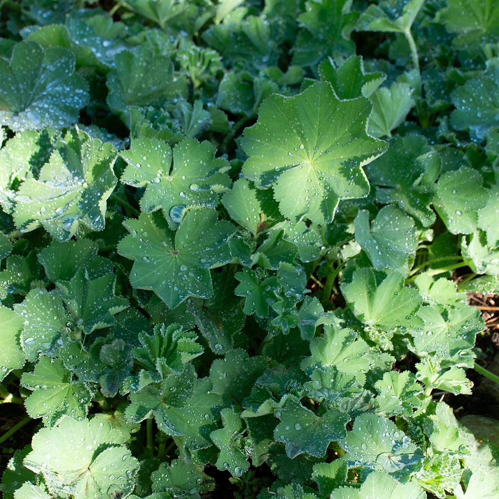 Alchemilla mollis