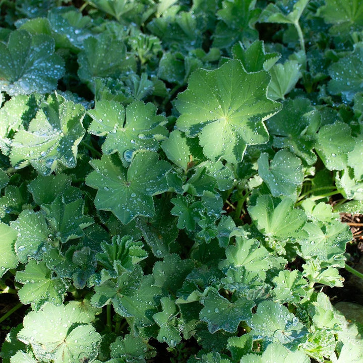 Alchemilla mollis