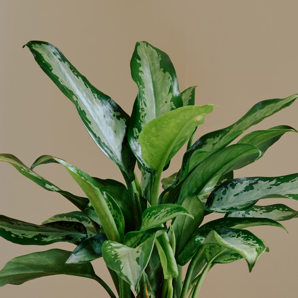 Chinese Evergreen 'Jubilee Petite' in nursery pot