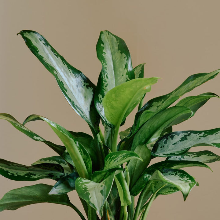 Chinese Evergreen 'Jubilee Petite' in nursery pot