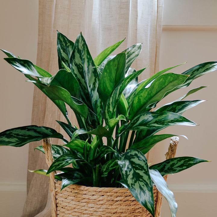 Chinese Evergreen 'Tigress' in nursery pot
