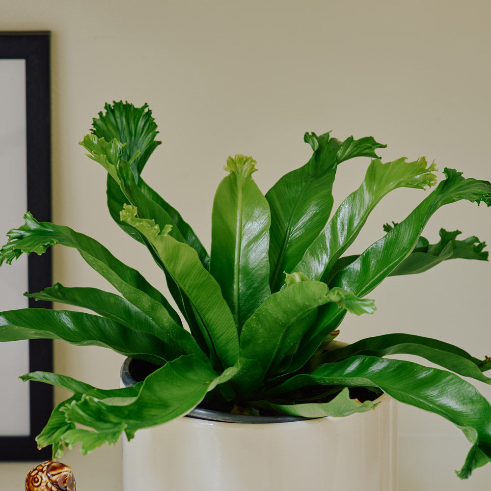Bird's Nest Fern 'Crissie' in nursery pot