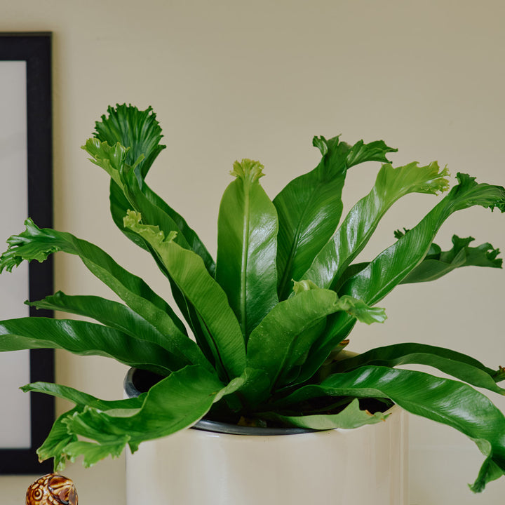 Bird's Nest Fern 'Crissie' in nursery pot