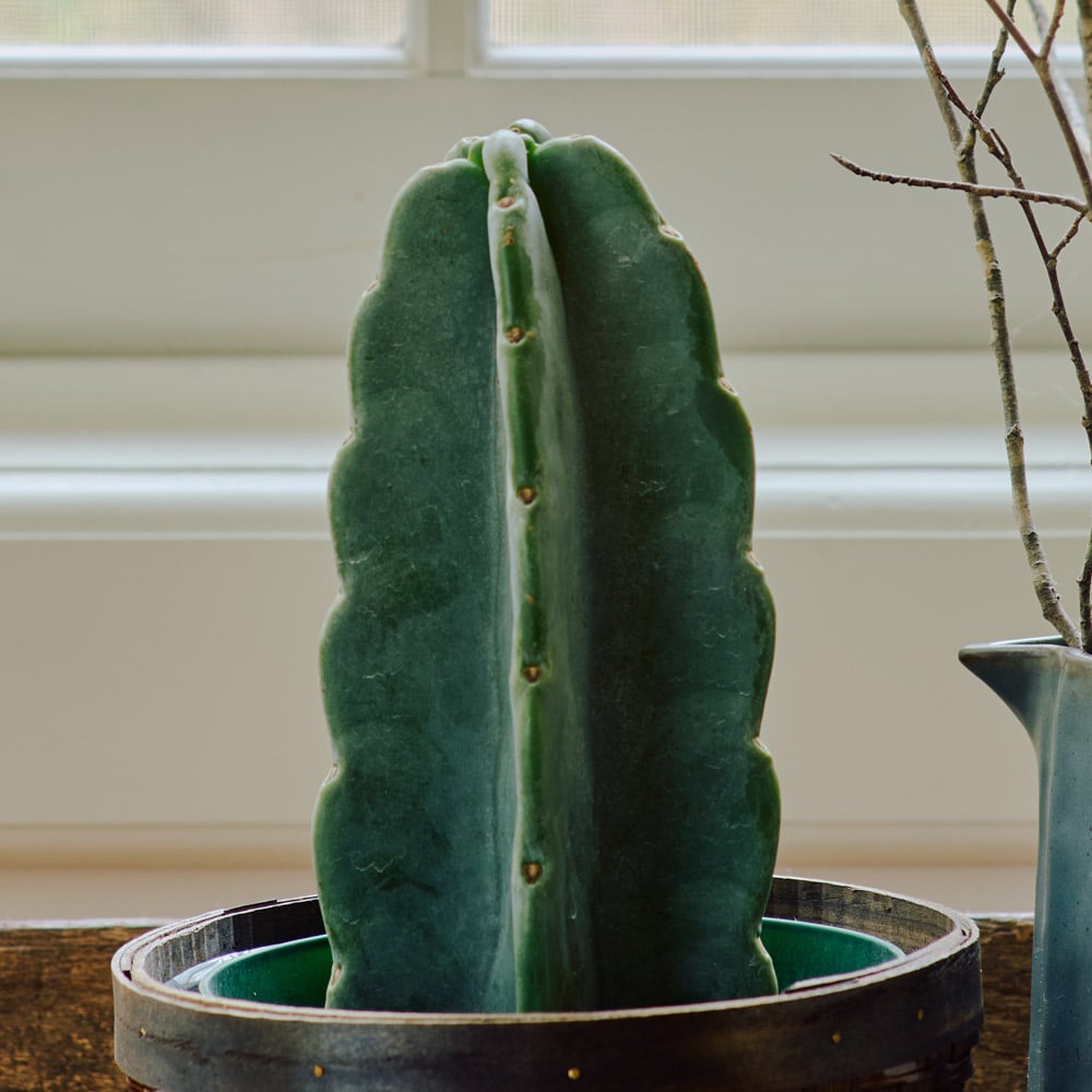 Cuddly Cactus in nursery pot