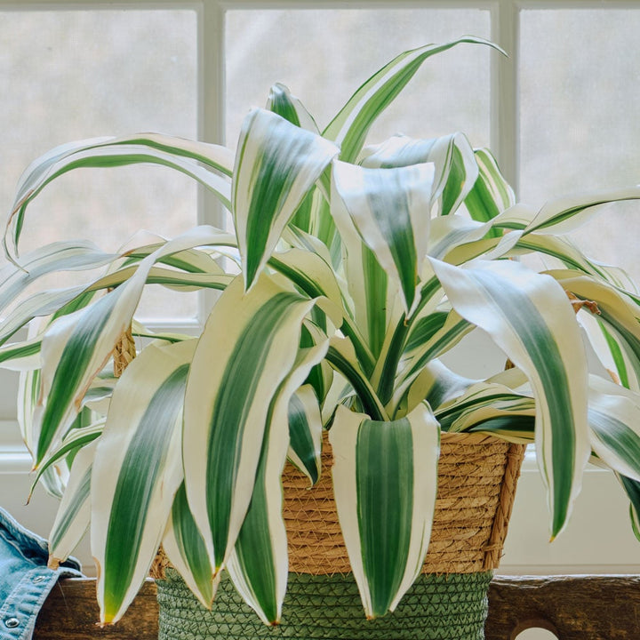 Dracaena 'White Aspen' in nursery pot