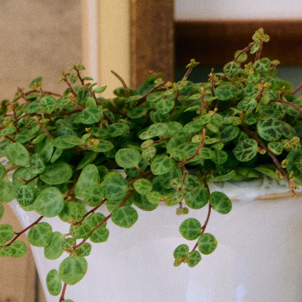Peperomia String of Turtles in nursery pot