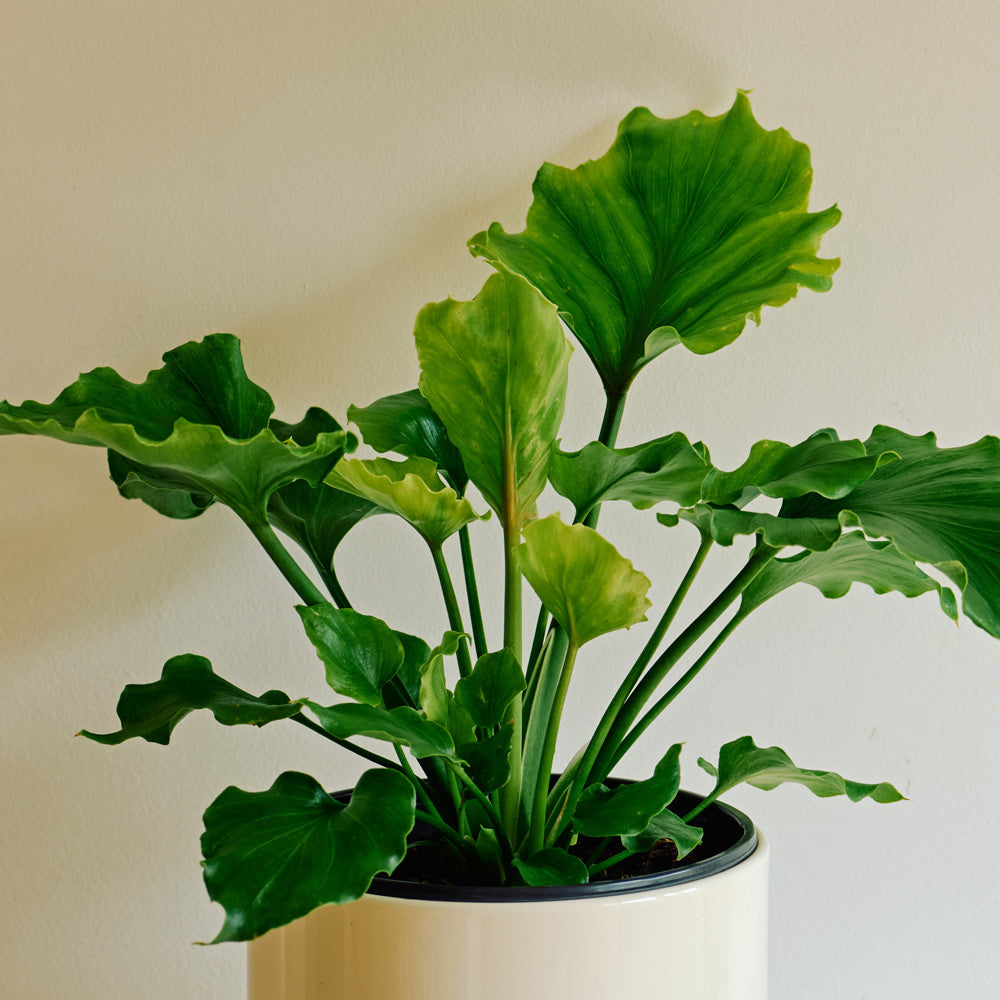 Philodendron 'Hope' in nursery pot