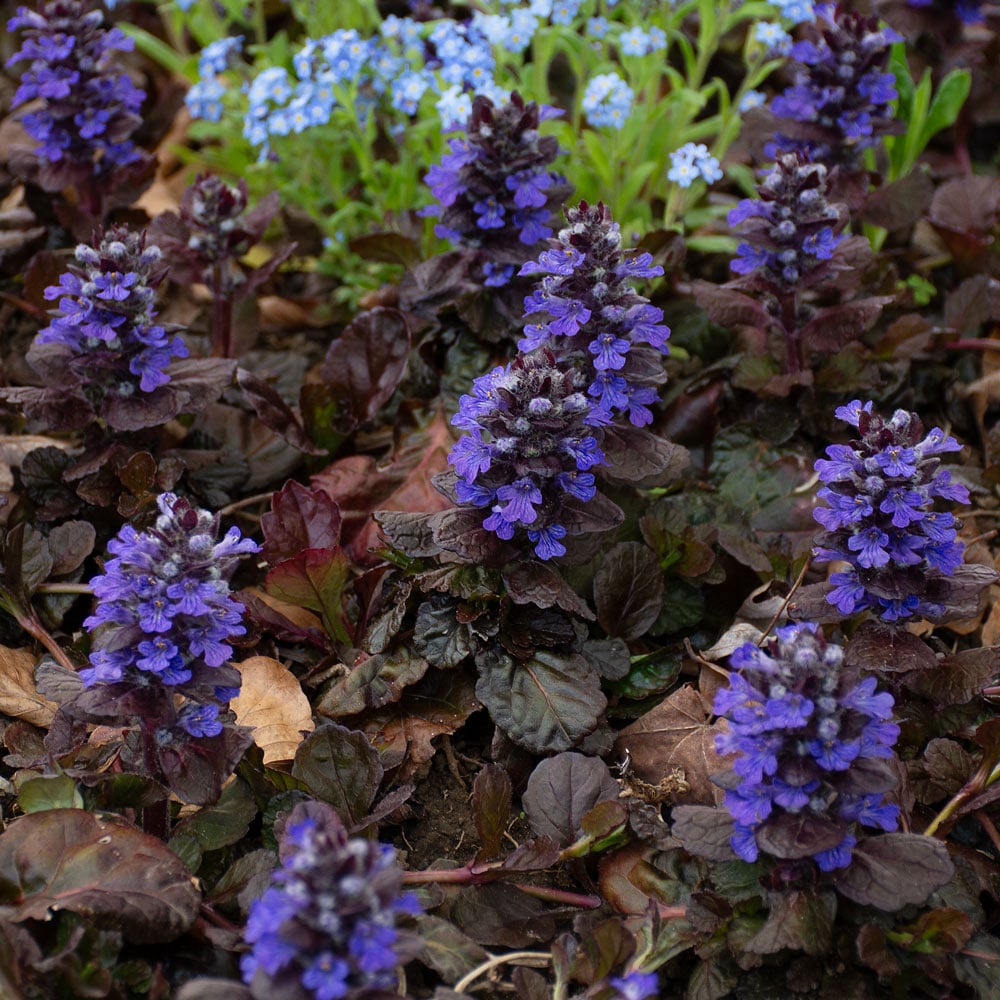 Ajuga reptans Walberton's® 'Black Scallop'