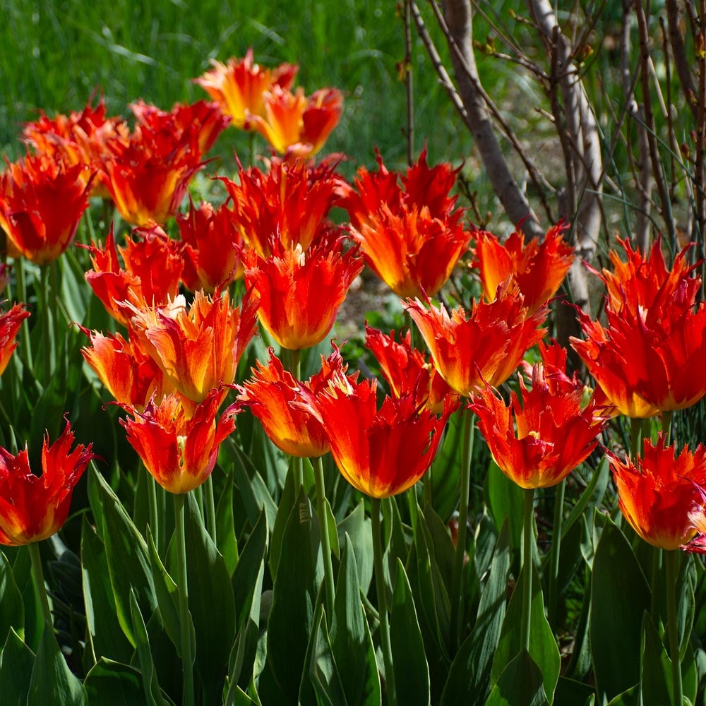 Tulip 'Beauty of Leo'