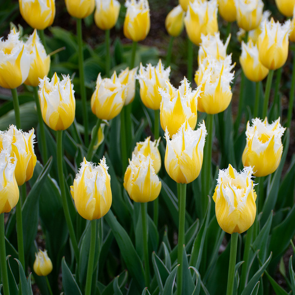 Tulip 'Burning Flame'