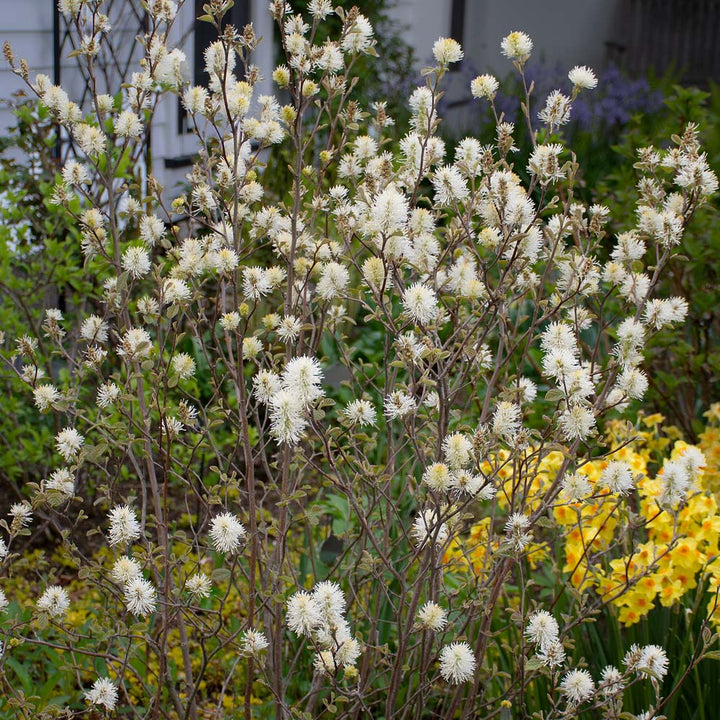 Fothergilla x intermedia 'Mount Airy'