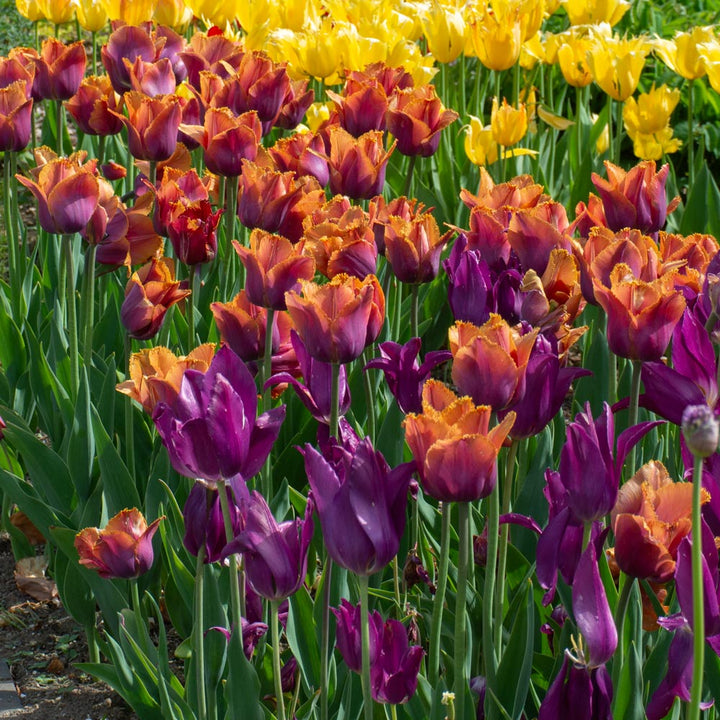 Tulip 'Louvre Orange'