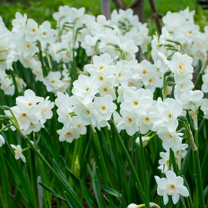 Narcissus 'Fencourt Jewel'