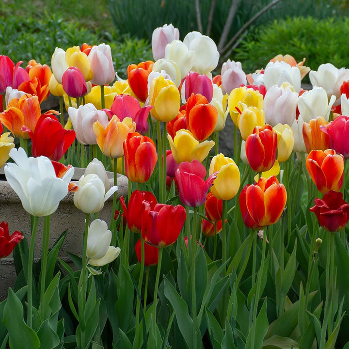 Spring Brights Darwin Hybrid Tulip Mix