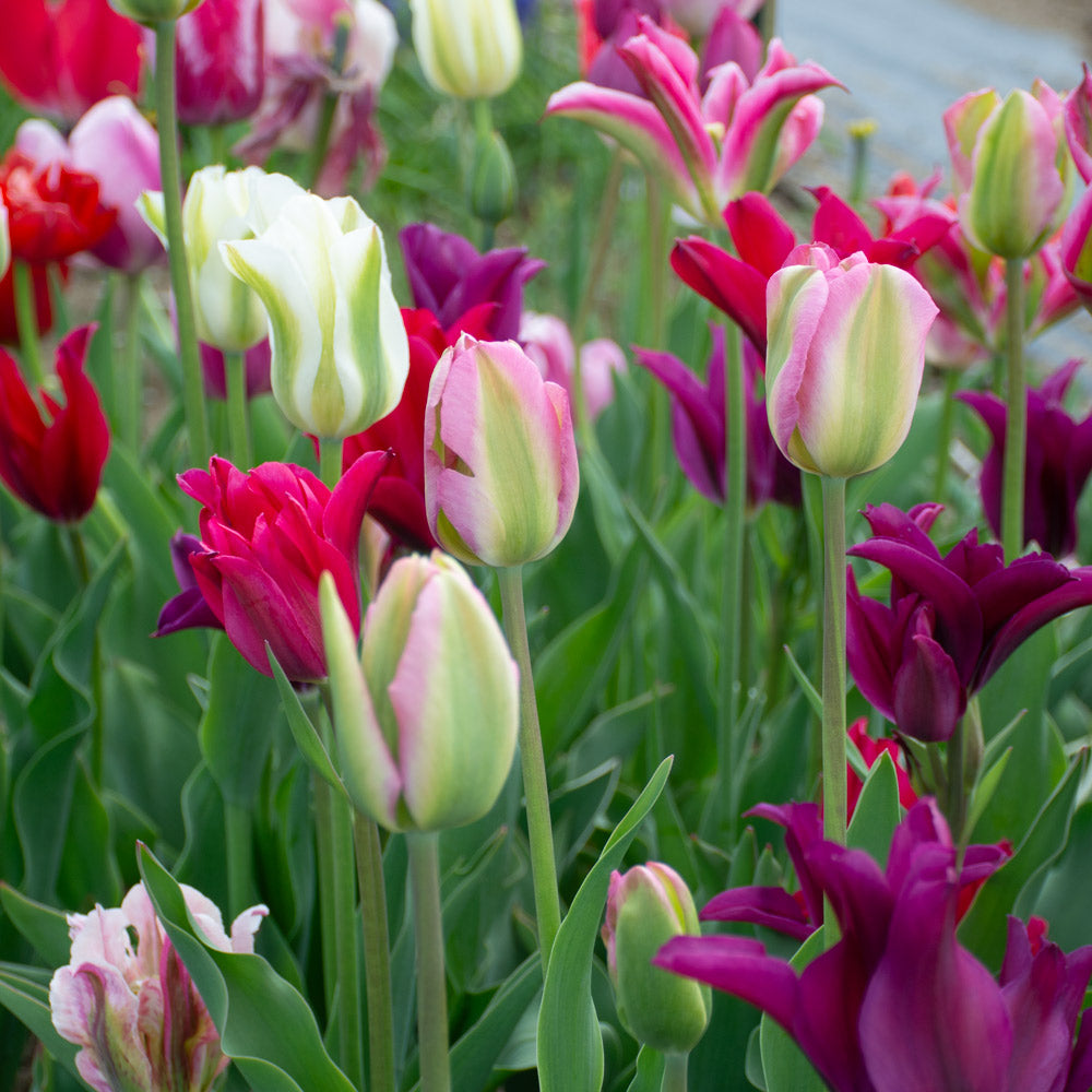 Spring Green Tulip Mix