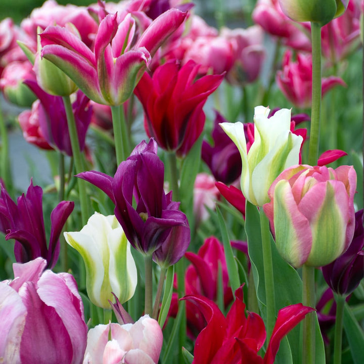 Spring Green Tulip Mix