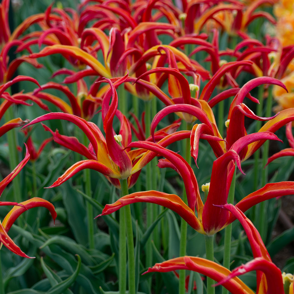Tulip 'Go Go Red'
