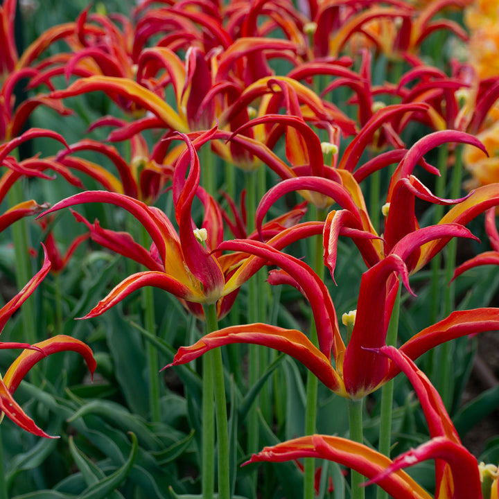 Tulip 'Go Go Red'