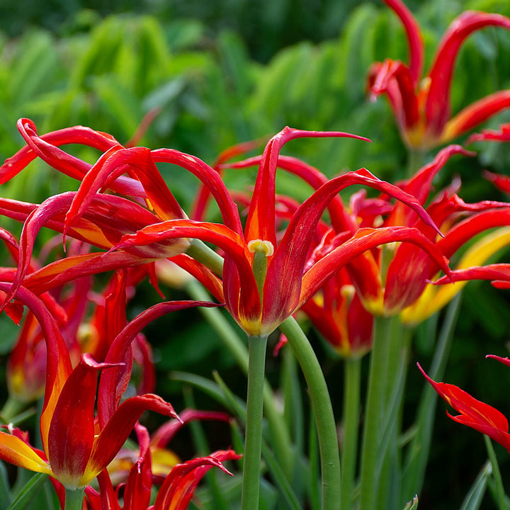 Tulip 'Go Go Red'