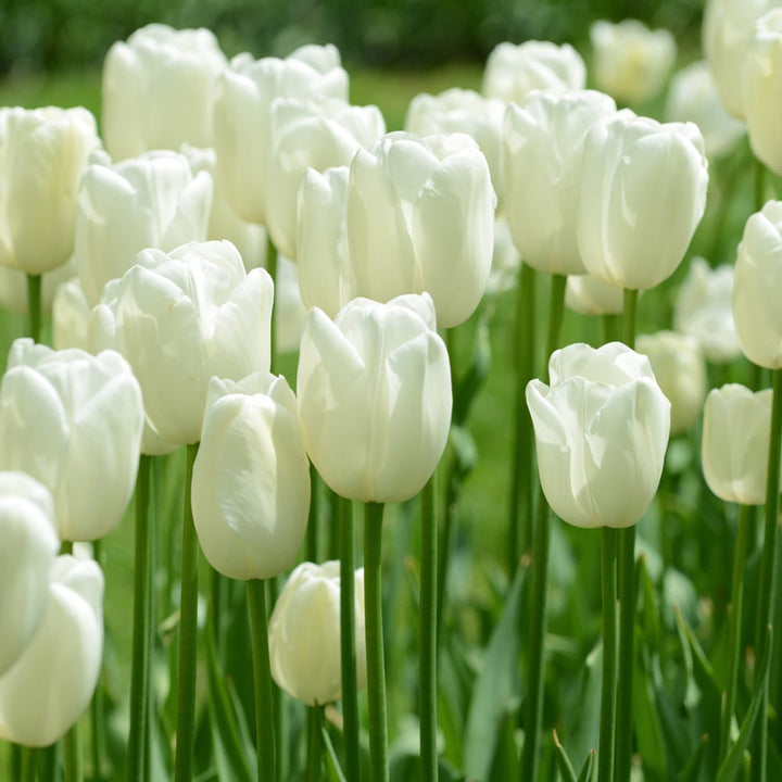 Tulip 'Maureen'