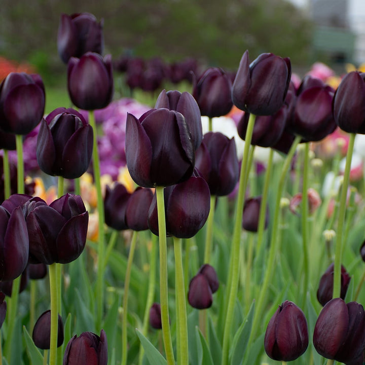 Tulip 'Queen of Night'