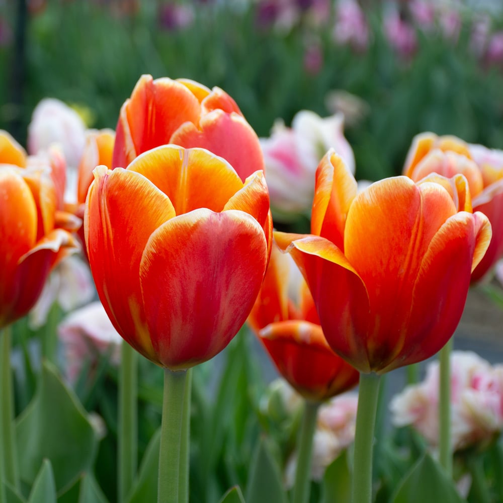 Tulip 'Triple A'