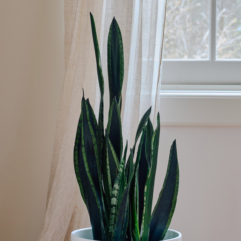 Snake Plant 'Crystal Flame' in nursery pot
