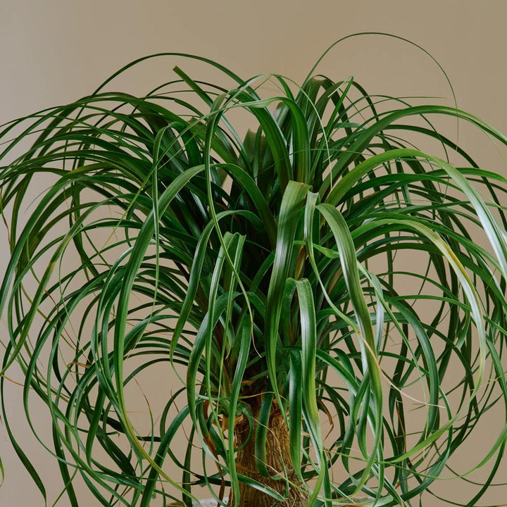 Ponytail Palm in nursery pot