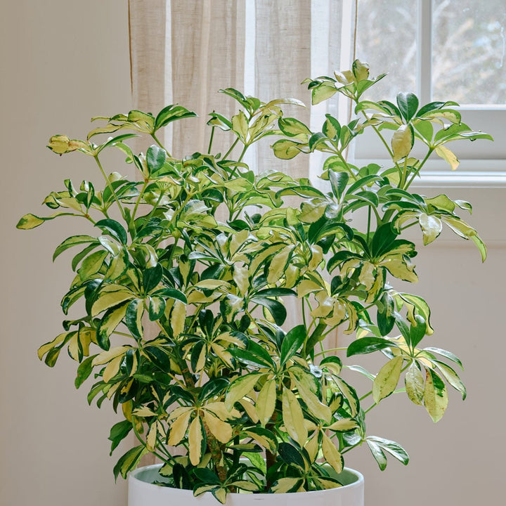 Umbrella Plant 'Trinette' in nursery pot
