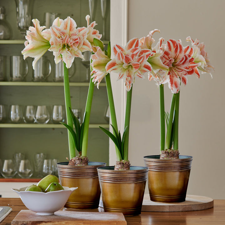Double Amaryllis in Bronzed Metal Cachepots to 3 Different Addresses - Standard Shipping Included