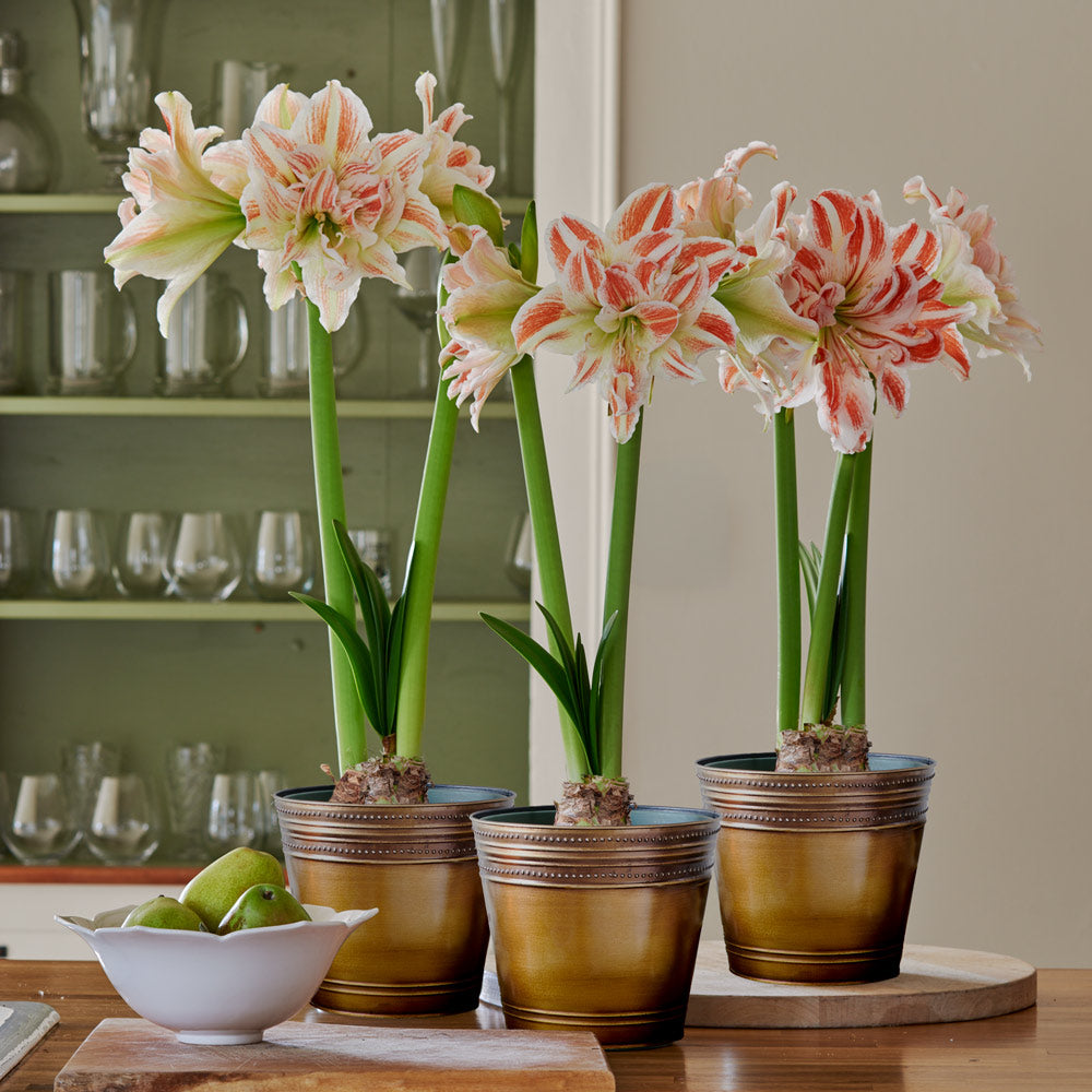 Double Amaryllis Gifts to 3 Different Addresses