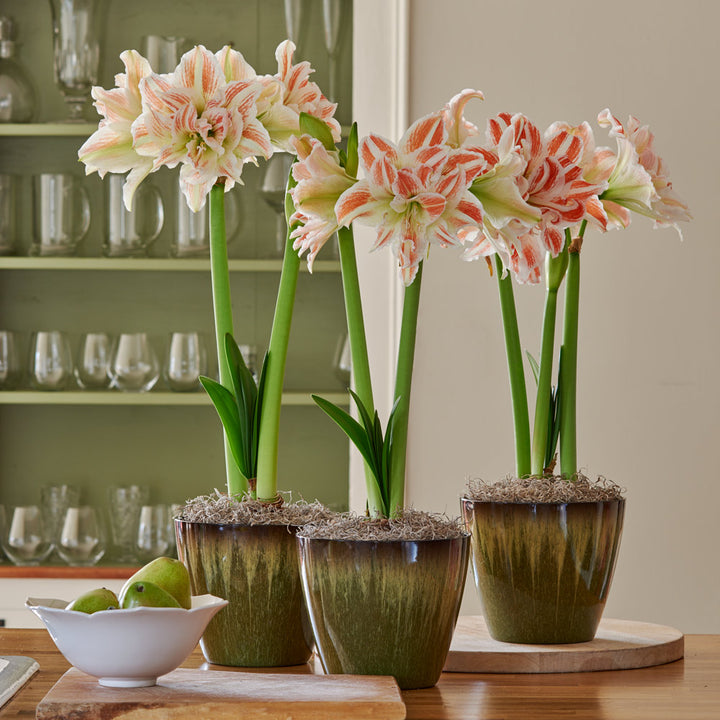 Double Amaryllis in Resin Cachepots to 3 Different Addresses - Standard Shipping Included