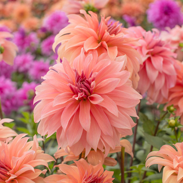 Dahlia Babylon Brons