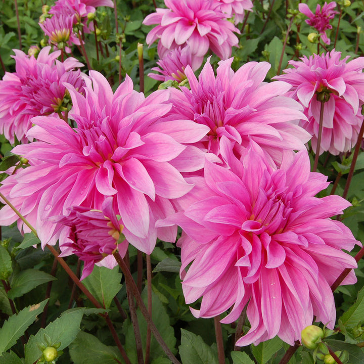Dahlia Babylon Lilac