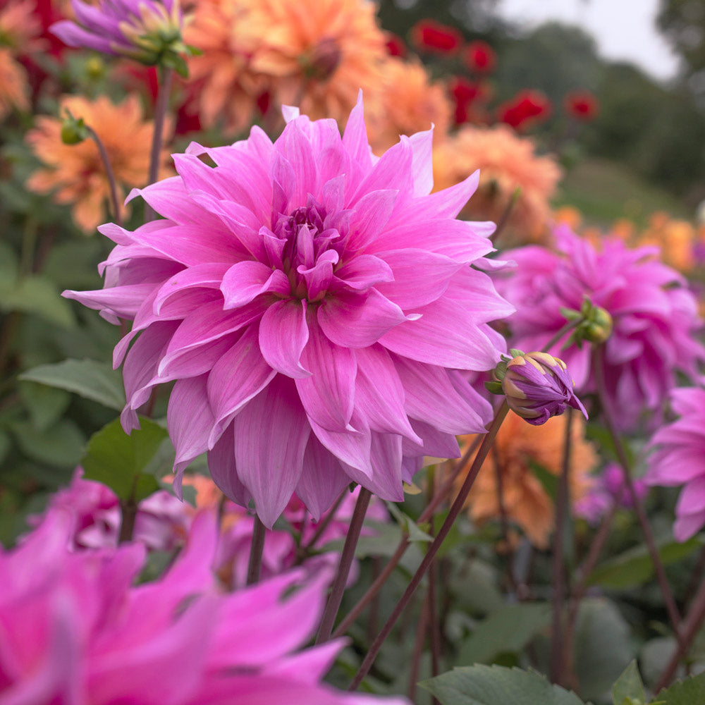 Dahlia Babylon Lilac