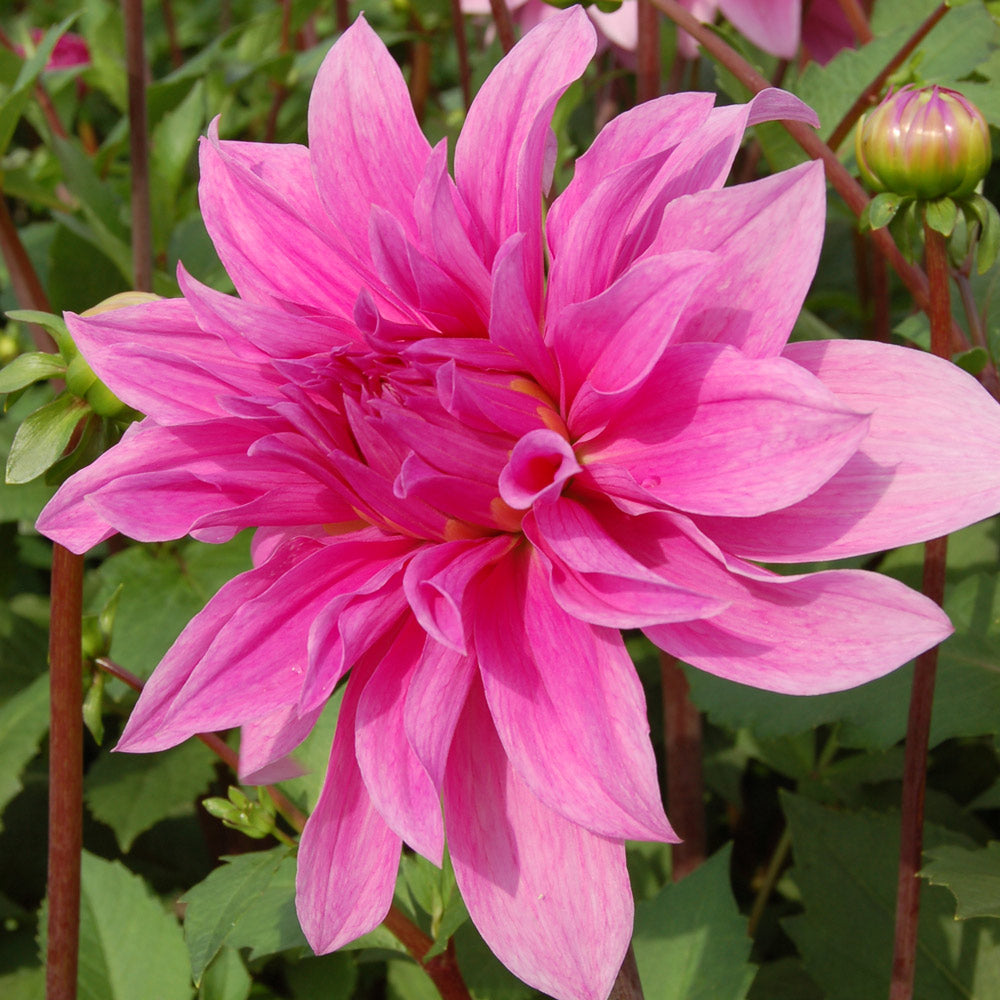 Dahlia Babylon Lilac