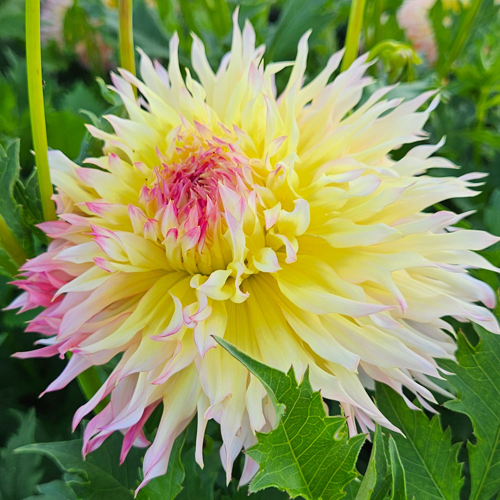 Dahlia Hapet Perfect