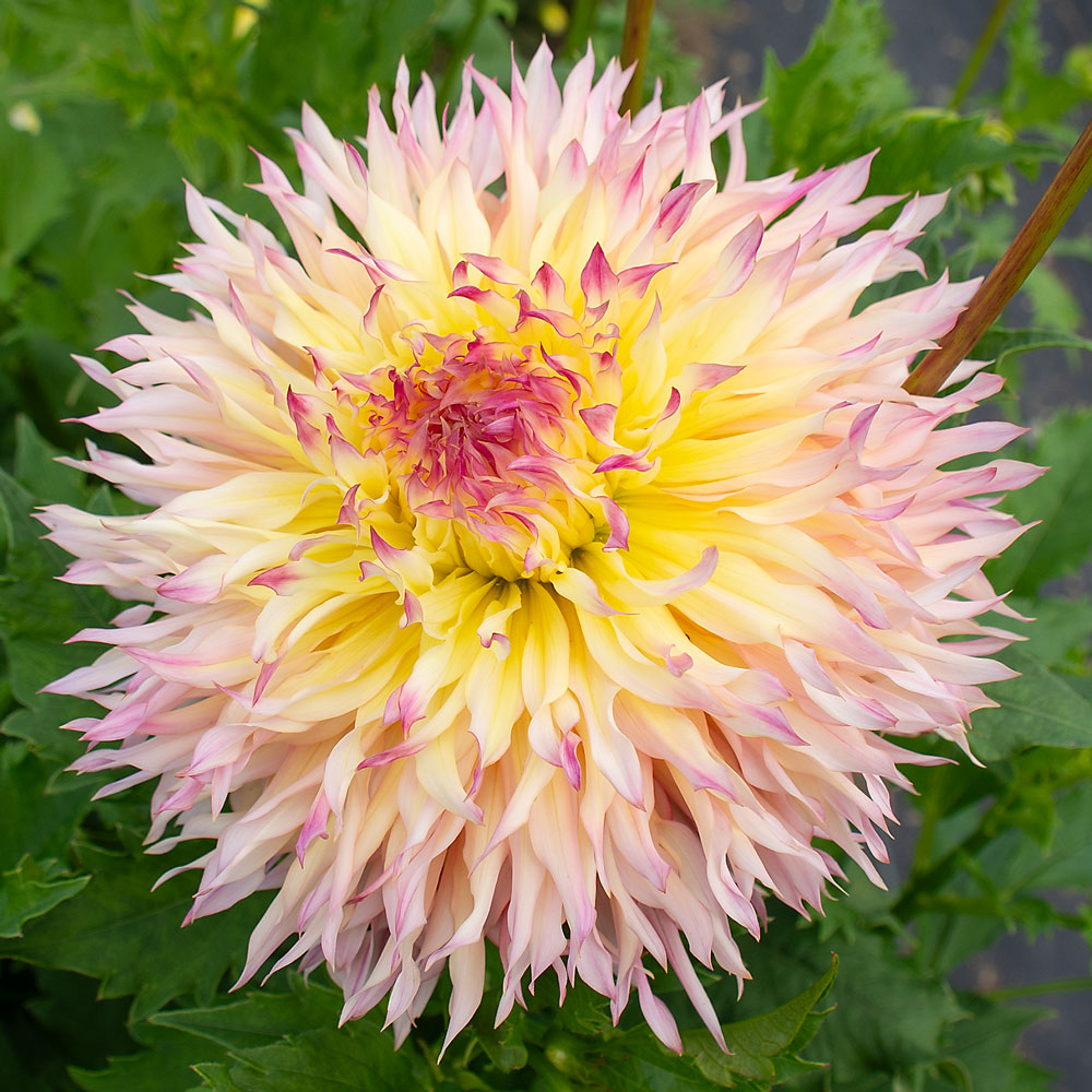 Dahlia Hapet Perfect