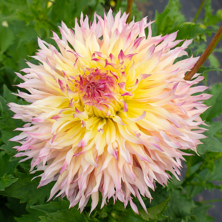 Dahlia Hapet Perfect