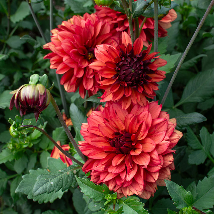 Dahlia Miss Miley