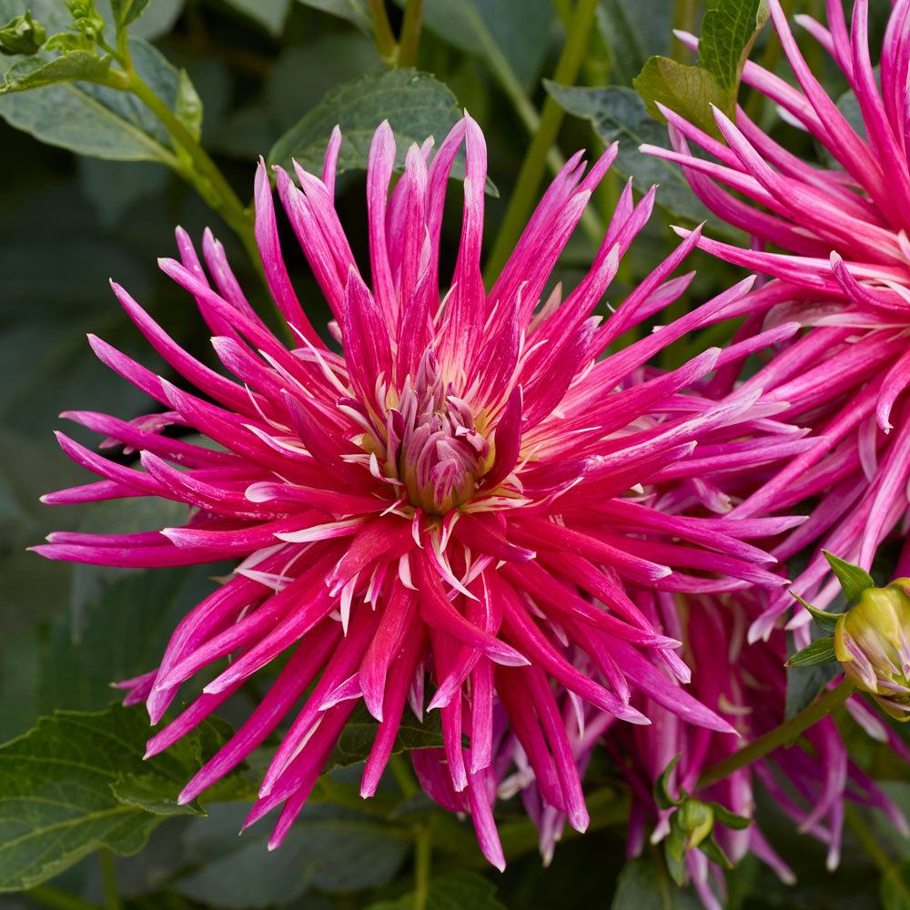 Dahlia Samourai