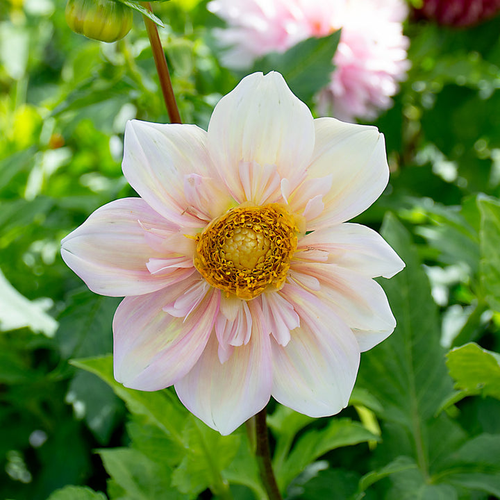 Dahlia Apple Blossom
