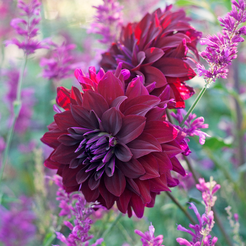 Dahlia Rip City